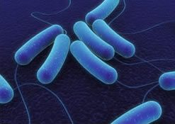 DUNMORE Antimicrobial Films