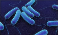 Recubrimiento antimicrobiano